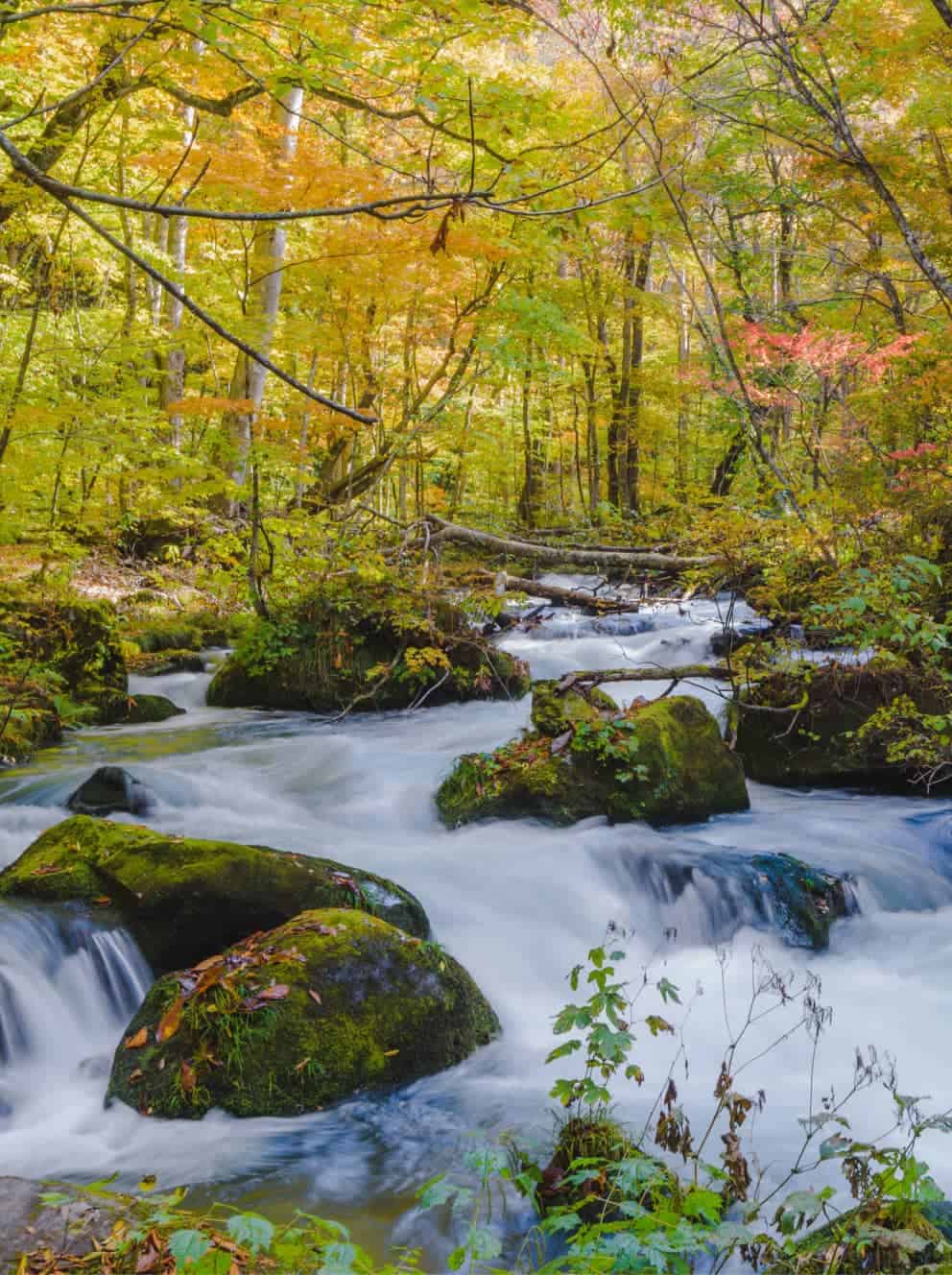 A river flowing through a wooded area